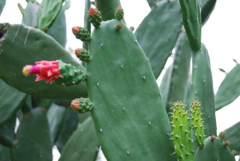 Are All Prickly Pear Cactus Edible? Are All Prickly Pear Cactus Edible?