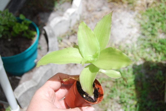 Easy Care Basket Chain Plant Callisia fragrans "Family Doctor" Wandering Jew Easy Care Basket Chain Plant Callisia fragrans "Family Doctor" Wandering Jew