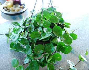 Hoya Carnosa "Chelsea" Flowering Exotic Flowering Wax House Plant - Easy Care