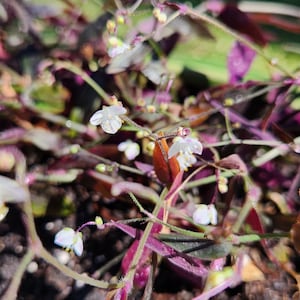 Lot of Wandering Jewel Tradescantia Many Varieties Types Instant Collection image 2