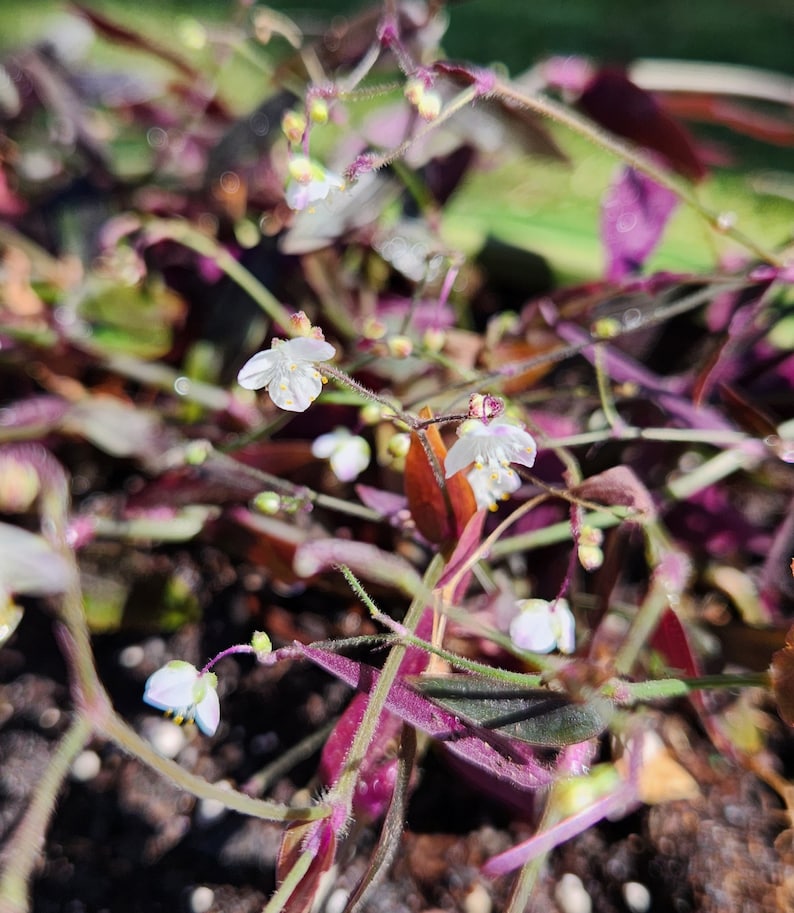 Lot of Wandering Jewel Tradescantia Many Varieties Types Instant Collection image 2