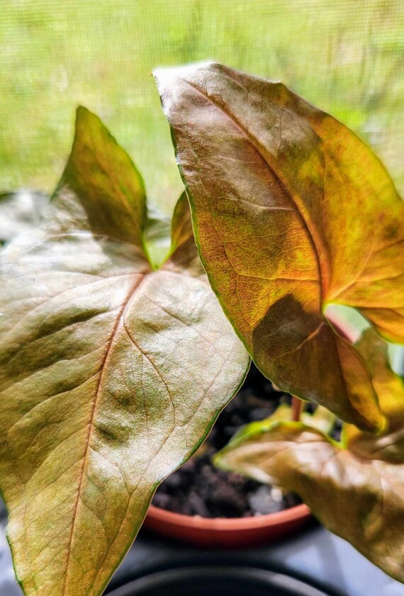 philodendron pinnatifidum Philodendron Pinnatifidum 'Snowdrift' Totem main image 1