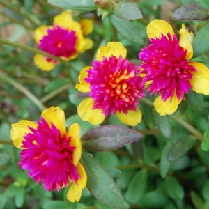 Rare Cinderella Fairy Tale Purslane Beautiful Pink & Yellow Flowers Double Guava Portulaca Garden Plant image 1