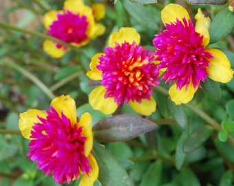 Rare Cinderella Fairy Tale Purslane  - Beautiful Pink & Yellow Flowers - Double Guava Portulaca Garden Plant