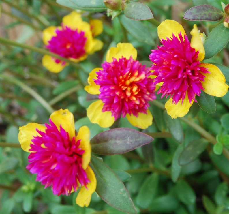 Rare Cinderella Fairy Tale Purslane Beautiful Pink & Yellow Flowers Double Guava Portulaca Garden Plant image 1