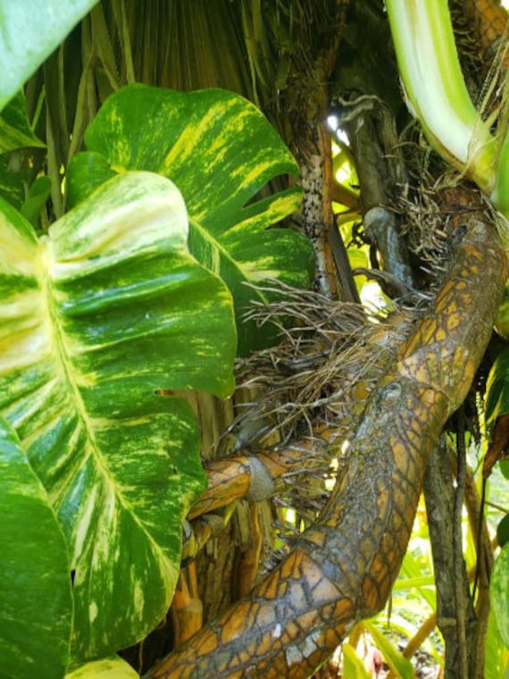 Giant Fenestrated Golden Queen Hawaiian Pothos Vine Epipremnum - Aerial  Roots Node Segment - Etsy