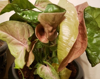 Neon Robusta - Pink Syngonium - Arrowhead Vine Philodendron Plant