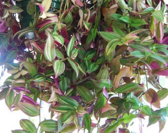Lot Of Wandering Jew Tradescantia - Many Varieties & Types - Instant Collection Houseplants