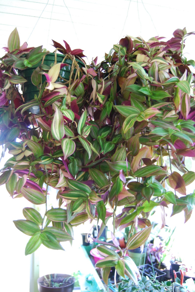 Lot of Wandering Jewel Tradescantia Many Varieties Types Instant Collection image 5