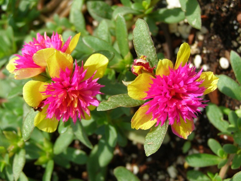 Rare Cinderella Fairy Tale Purslane Beautiful Pink & Yellow Flowers Double Guava Portulaca Garden Plant image 3