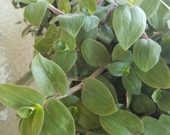 Baby Bunny Bellies - Wandering Jew Basket House Plant "Speedy Jenny" - Soft & Fuzzy