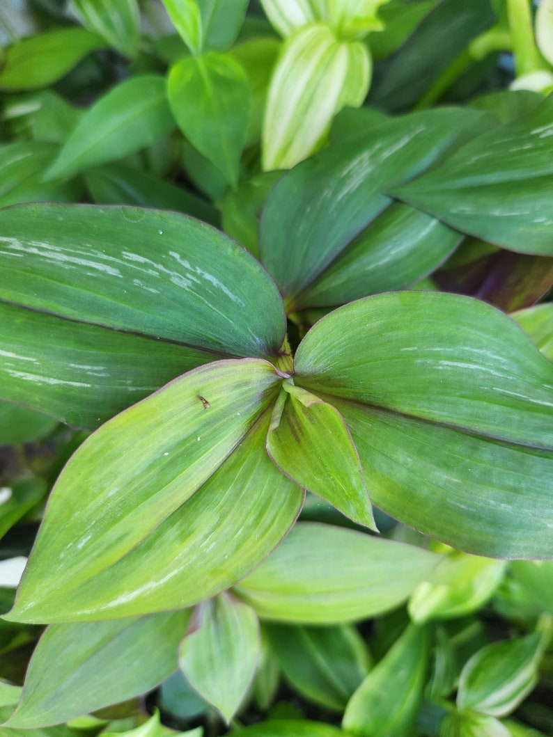 Lot of Wandering Jewel Tradescantia Many Varieties Types Instant Collection image 9