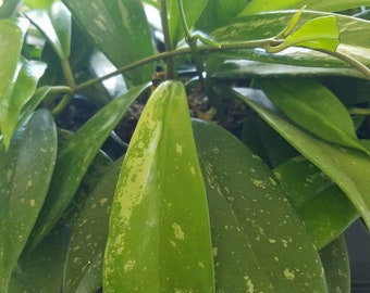 Hoya Pubicalyx 'Silver Splash' Flowering Wax Vine Plant - Starter Cutting