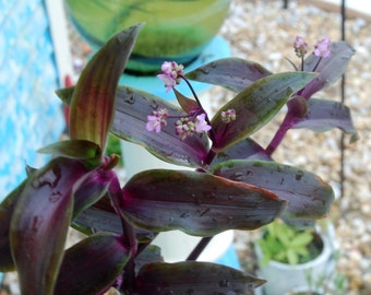 Tripogandra Serrulata - Purple Scimitars - Flowering Tradescantia Elongata - Spiderwort Wandering Jewel Unique and Unusual