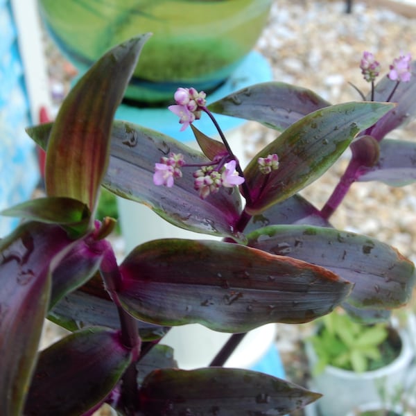 Tripogandra Serrulata - Purple Scimitars - Flowering Tradescantia Elongata - Spiderwort Wandering Jewel Unique and Unusual