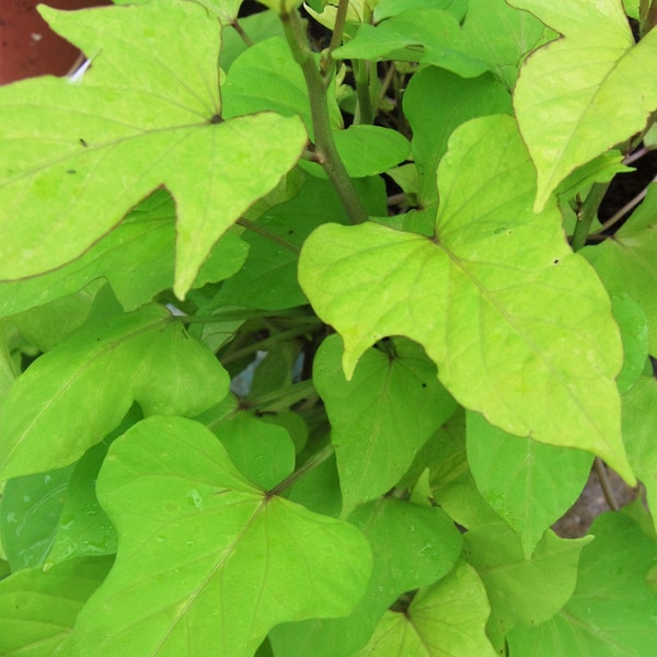 Sweet Caroline - Ipomoea Batatas - Lime Green Hybrid - Flowering  Morning Glory Sweet Potato Vine