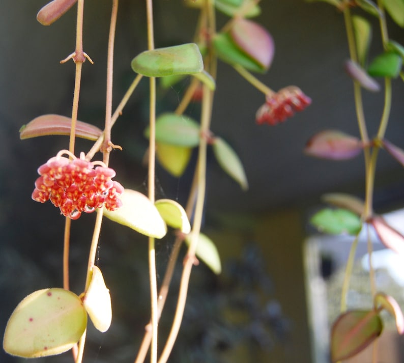 Hoya Bilobata – Easy Care Flowering Tropical Outdoor & House Plant - Etsy