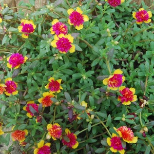 May include: A close-up of a flowering plant with vibrant yellow and magenta blooms. The flowers have multiple layers of petals and are surrounded by small, green leaves. The plant appears to be growing in a garden setting.