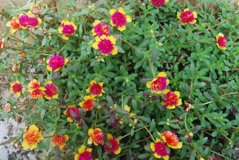 Rare Cinderella Fairy Tale Purslane Beautiful Pink & Yellow Flowers Double Guava Portulaca Garden Plant image 2