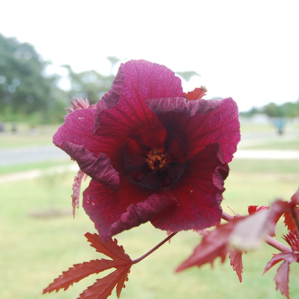 Cranberry Hibiscus Acetosella - African Rose Mallow - Red Shield - False Roselle - Live Established Plant - Fast Growth