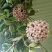 Hoya Carnosa Tri Color Wax Succulent Unique Plant - Pretty Unusual Bloom, Vining House Plant, Tropical 