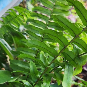 May include: Close-up of a vibrant green fern plant. The fern's fronds are a bright green color, with a delicate, textured appearance. The leaves are arranged in a symmetrical pattern along the stem, creating a lush, natural aesthetic.