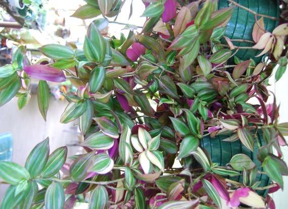 Wandering Jewel Sailor Rosa Rose Tradescantia - Easy Care