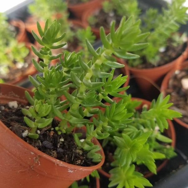 Crassula Schimperi - Lizard’s Tail Plant - Full Sun Drought Tolerent Succulent