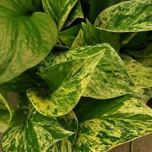 May include: Close-up of a variegated houseplant with green and yellow leaves. The leaves have a marbled pattern and are arranged in a cluster.