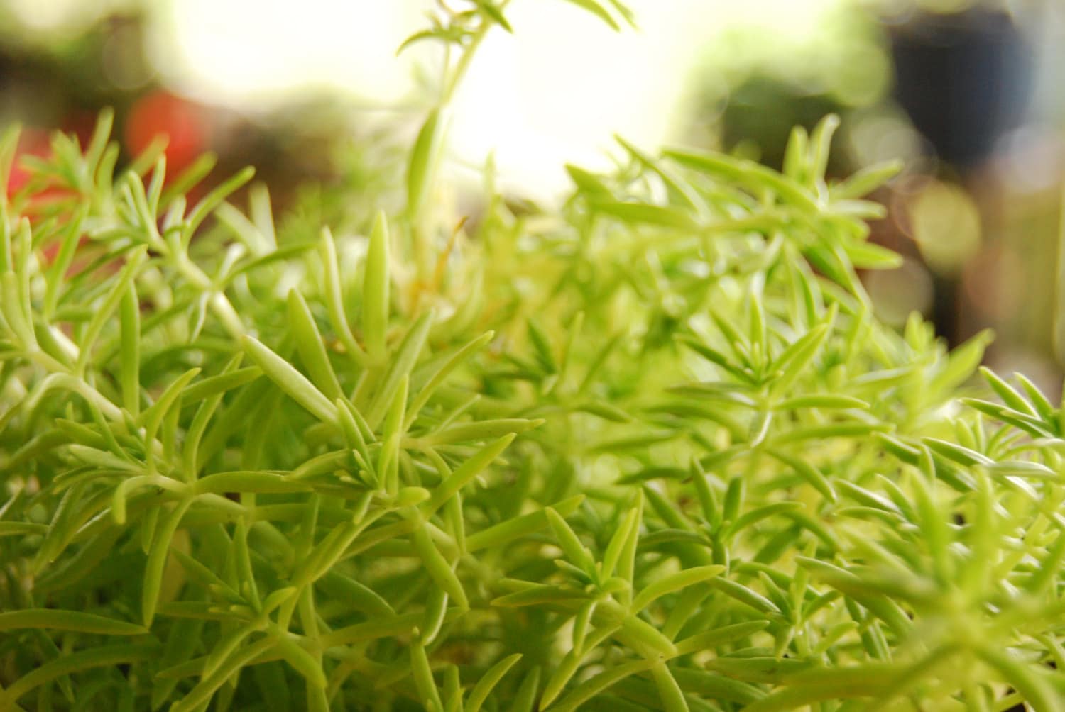 Semillas de flores de Sedum Kamtschaticum amarillo - Flores de sol para cubiertas de suelo resistentes en el jardín, image size:1500x1004