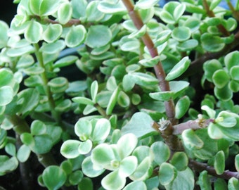 Variegated Elephant Bush - Mini Jade Tree Bonsai Plant - Portucalaria Afra
