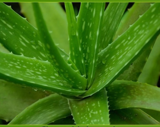 Aloe Vera Barbadensis Miller Medicinal Natural Healing Plant Edible — free download