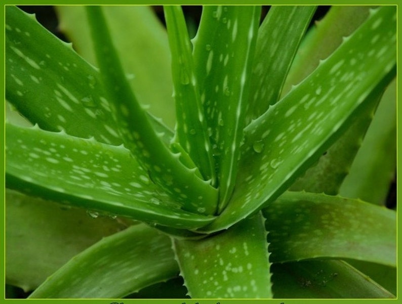 Aloe Vera Barbadensis Miller Medicinal Natural Healing