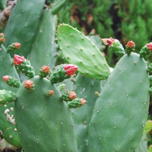Cochineal Cactus - Etsy