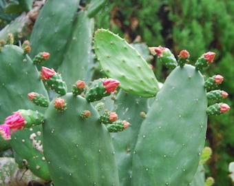 BULK  Prickly Pear Organic Cactus - FRESH PADS - Low Spine Opuntia Thornless