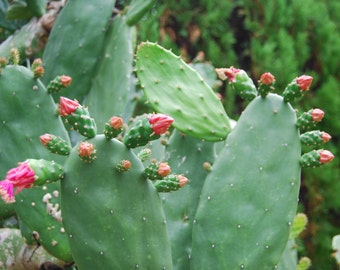BULK  Prickly Pear Organic Cactus - FRESH PADS - Low Spine Opuntia Thornless