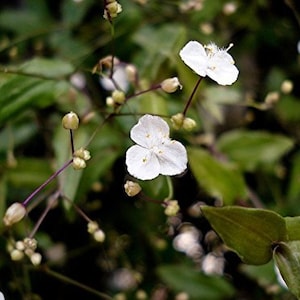 May include: A close-up of white flowers with green leaves. The flowers have five petals and are in bloom. The leaves are long and narrow.
