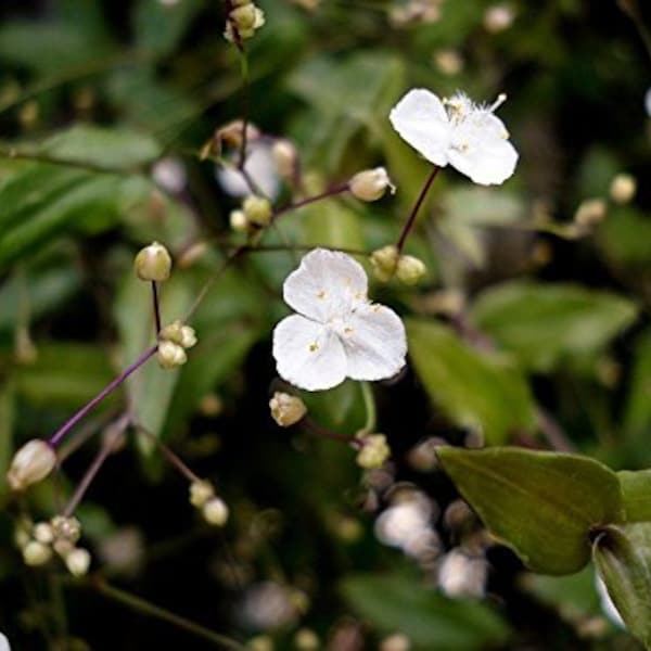 Gibasis Genicula Blooming White Tahitian Bridal Veil Tradescantia Wandering Jew - Fresh Cuttings