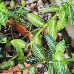 Lot of Wandering Jewel Tradescantia Many Varieties Types Instant Collection image 10