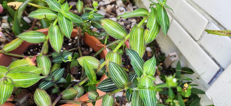 Lot of Wandering Jewel Tradescantia Many Varieties Types Instant Collection image 10