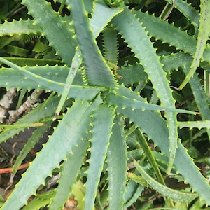 Sweet Aloe - Etsy