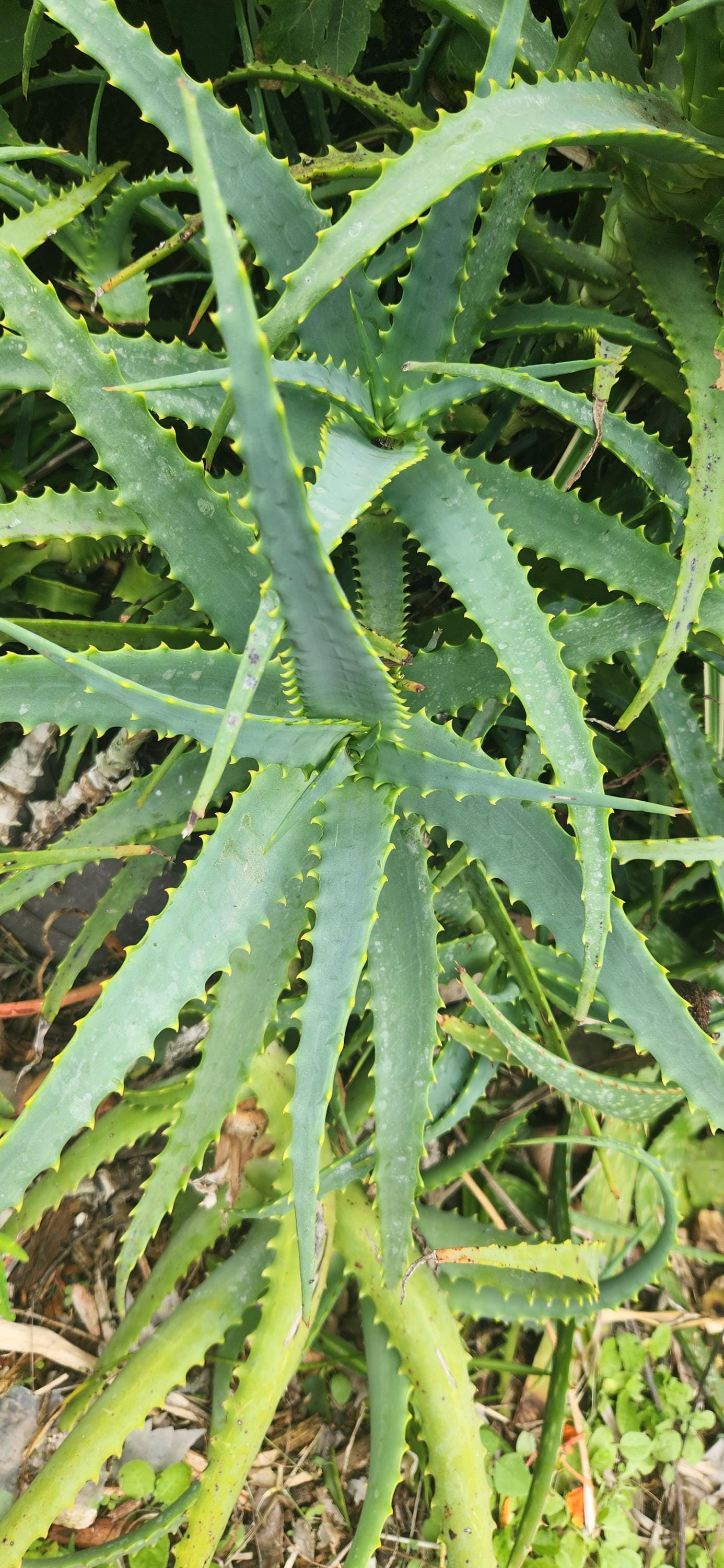 BULK Aloe Arborescens- Natural Healing Plant Succulent - Easy Grow - Stem  Cuttings