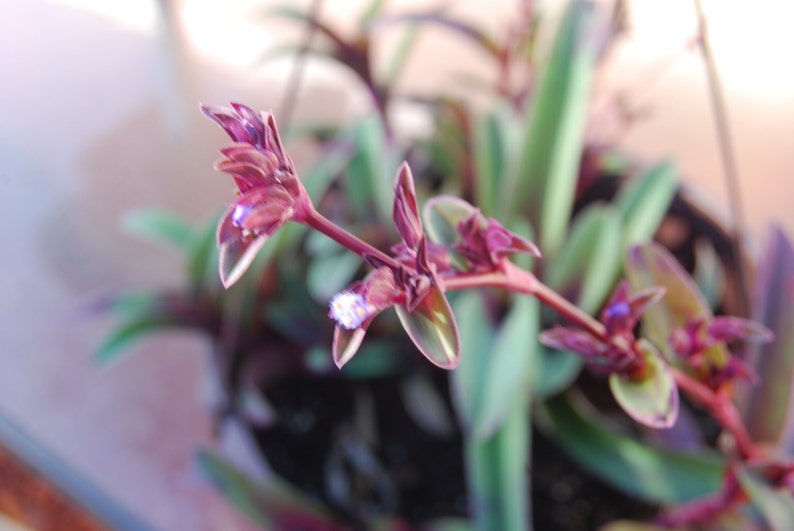 Cyanotis Arachnoidea 'Tampicana' Setcreasea Tradescantia Pallida Spiderwort Wandering Jewel image 3