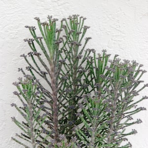 Kalanchoe Bryophyllum Tubiflora - Mother of Thousands Unusual House Plant - Seeding Succulent
