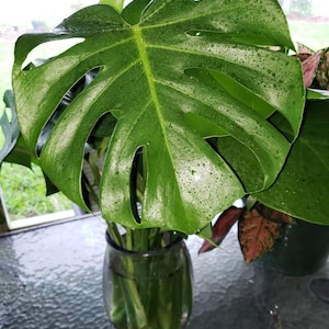 May include: A close-up of a vibrant green Monstera leaf with water droplets, displayed in a clear glass vase. The leaf has distinctive fenestrations and prominent veins. The image captures the freshness of the plant.