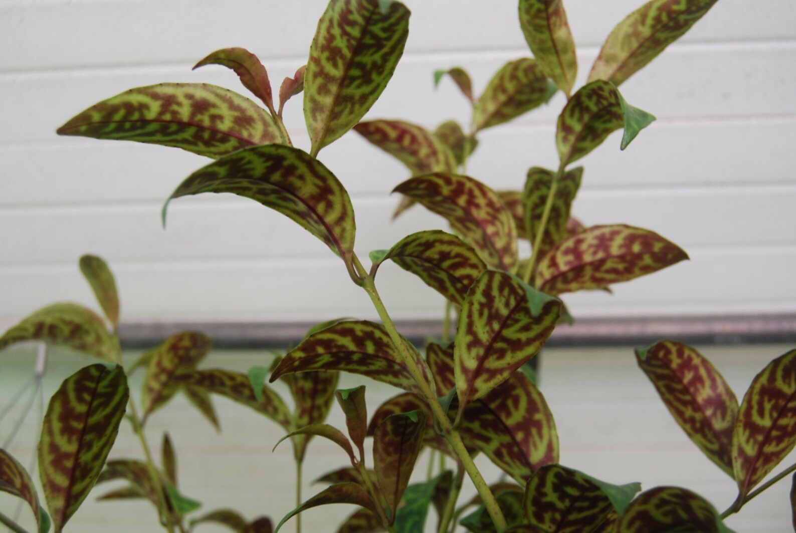 Flowering Zebra Lipstick Plant 'black Pagoda' Basket Etsy