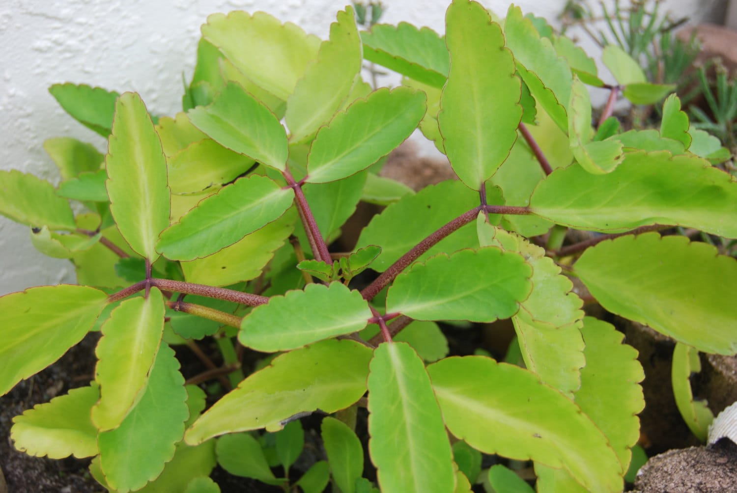 Buy Kalanchoe Pinnata Miracle Leaf Plant Life Love Plant Online in ...