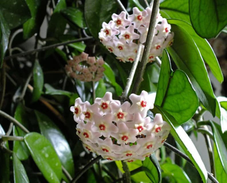 Hoya Carnosa Porcelain Flower Tropical Wax Vine Climbing Etsy
