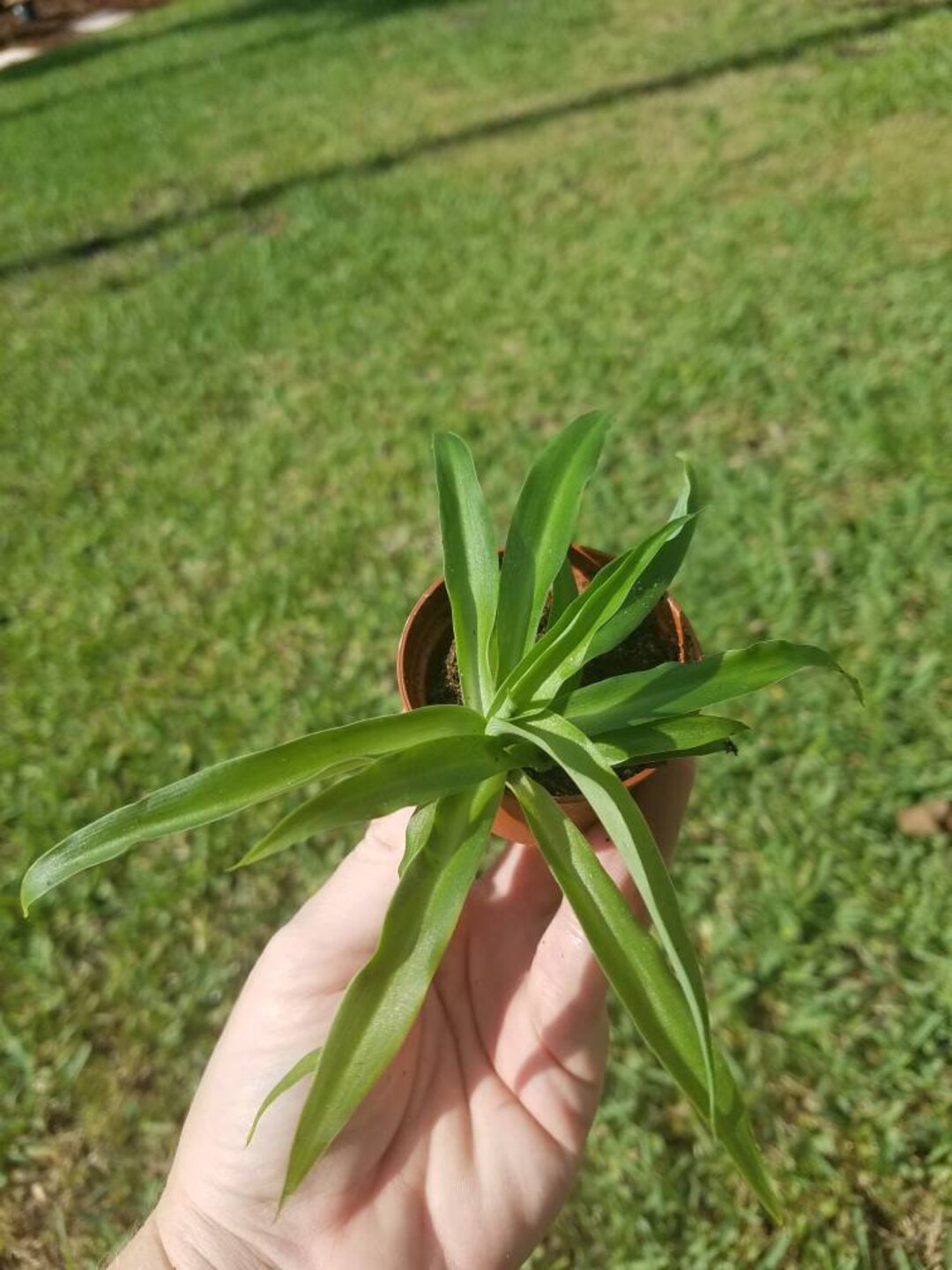 Live Solid Green Spider Plant in 2 Pot Easy Growth Air Purifying House