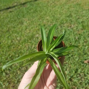 Live Solid Green Spider Plant In 2&quot; Pot - Easy Growth - Air Purifying House Plant